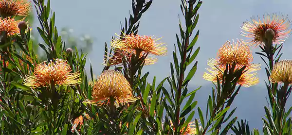 Pincushion Protea