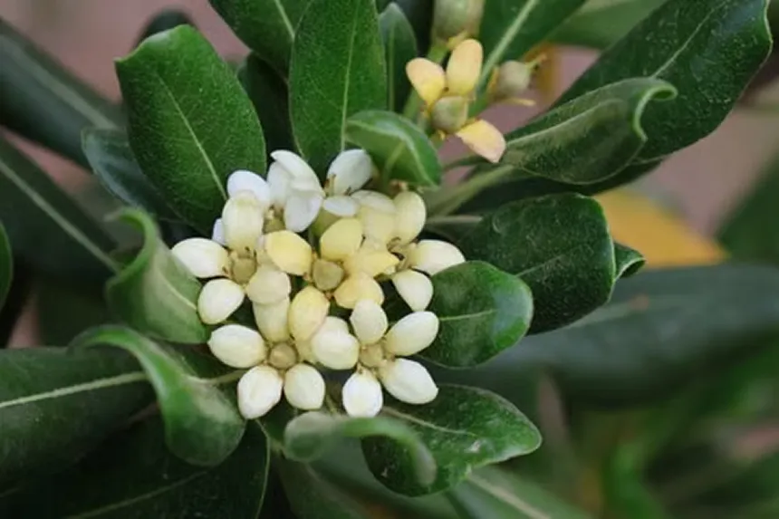 Pittosporum