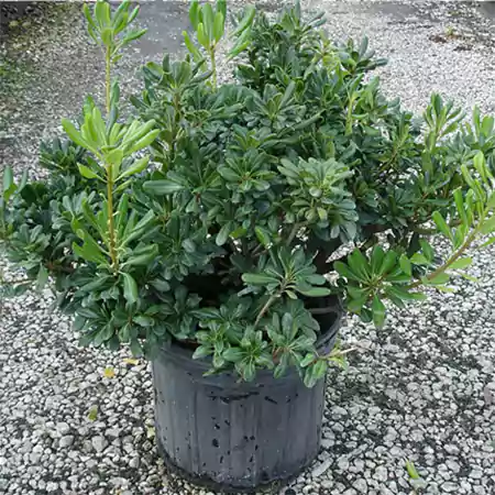 Pittosporum