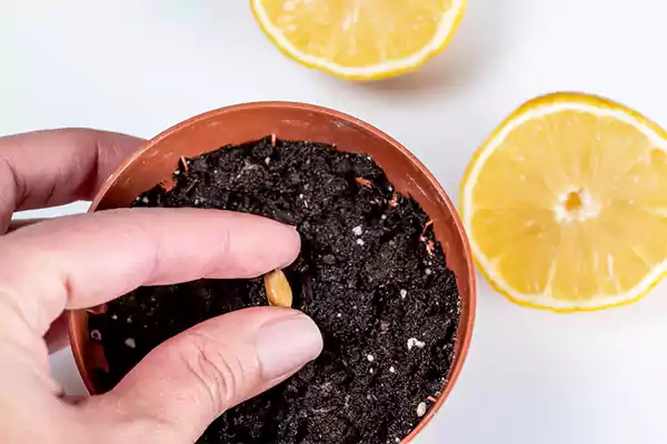 Planting Lemon Seeds