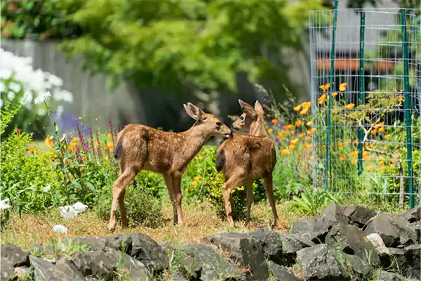 Plants damaged by deer