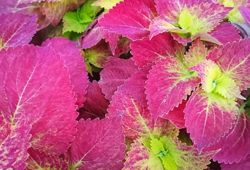 Plectranthus