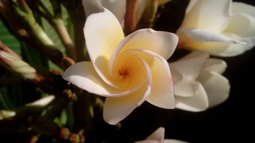 Plumeria
