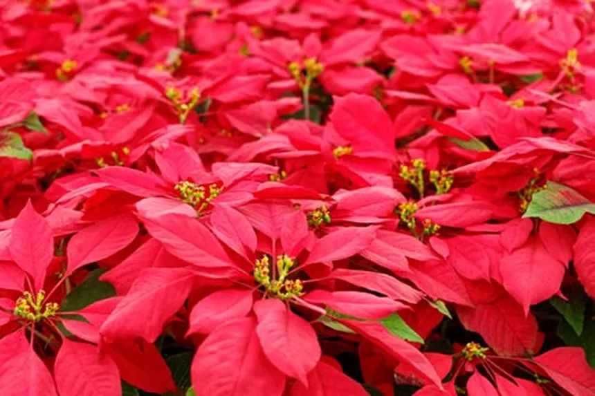 Poinsettia