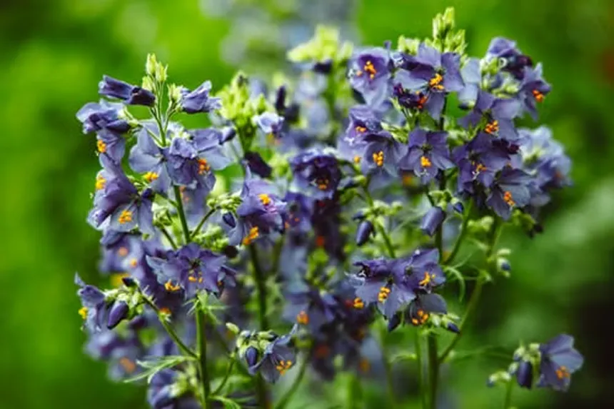 Polemonium