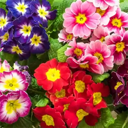 Polyanthus