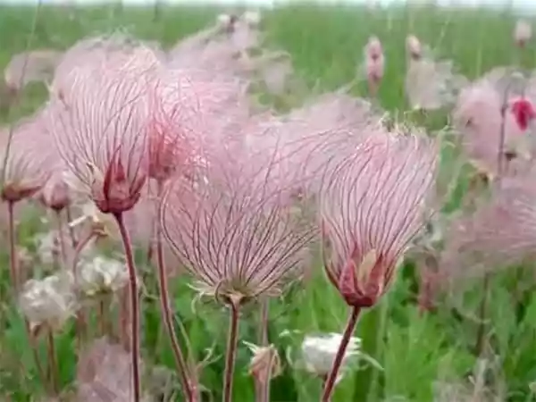 Prairie Smoke