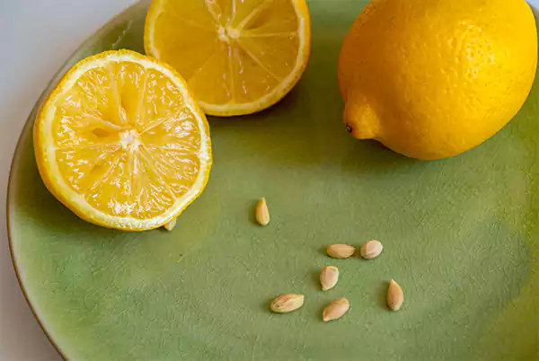 Prepare Lemon Seeds