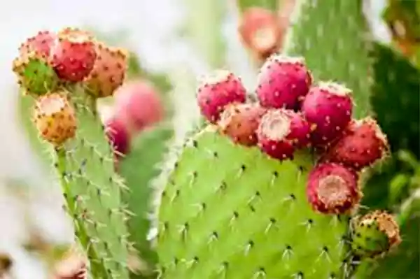 Prickly Pear Cactus