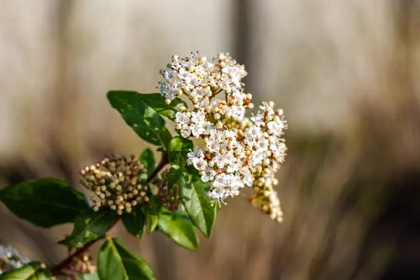 Privet