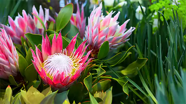 Protea