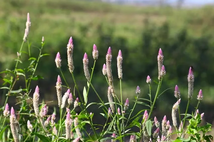 Ptilotus