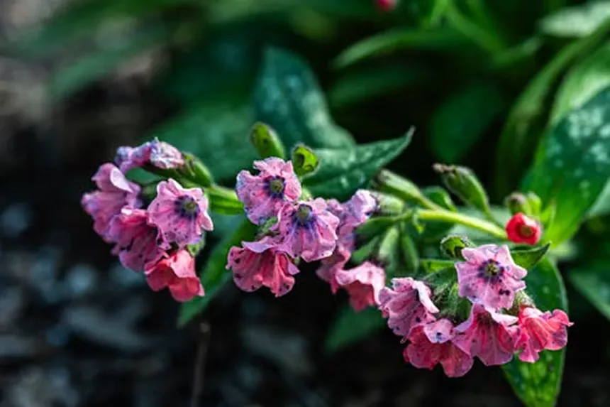 Pulmonaria