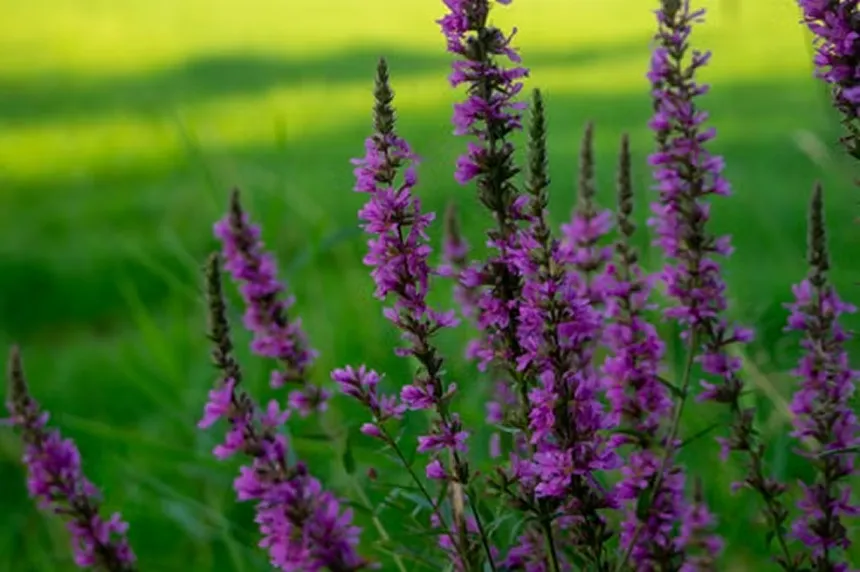 Purple Loosestrife