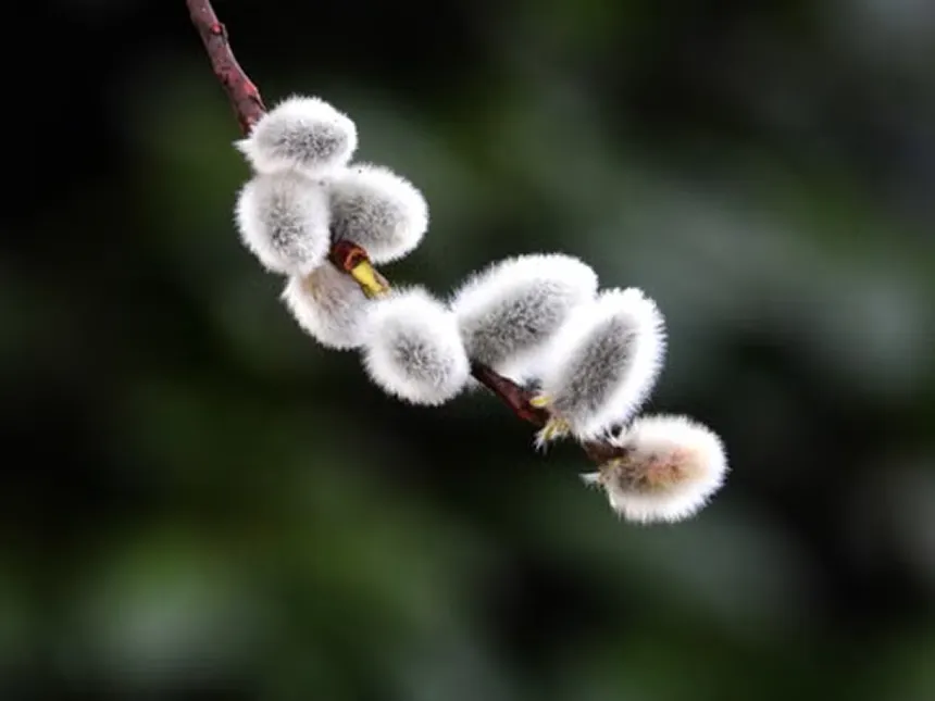 Pussy Willow
