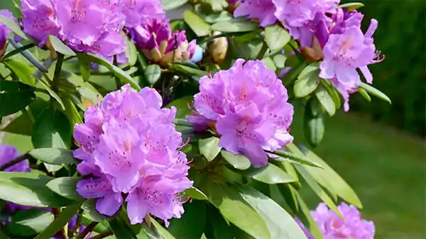 Rhododendron