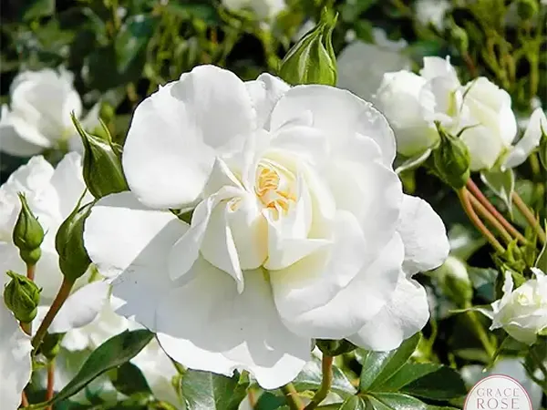 Rosa White Meidiland