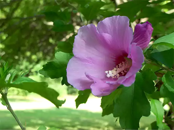 Rose of Sharon