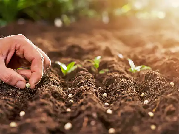 Seed Planting