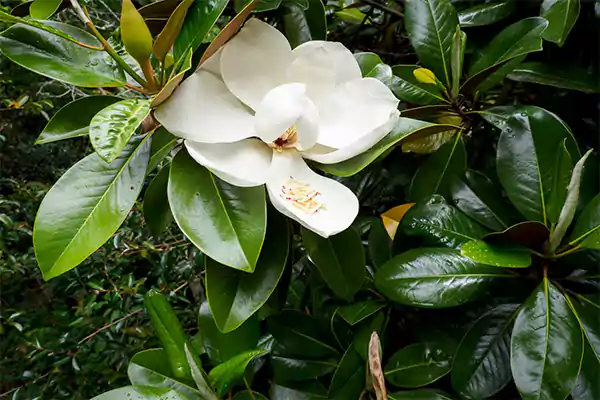 Southern Magnolia