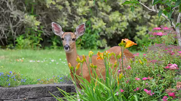 Strategic planting to keep herbivores away