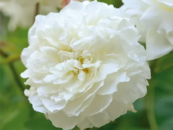 Susan Williams-Ellis