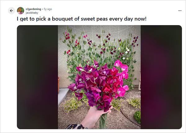 Sweet Pea Flowers Bouquet