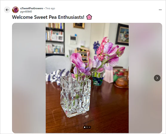 Sweet Pea Flowers Reddit Thread