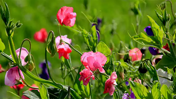 Sweet Pea Flowers