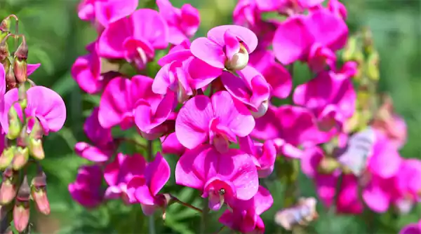 Sweet Pea Flowerss