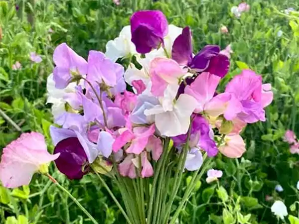 Sweet Pea Flowersss