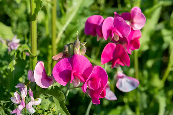 Sweet Pea Flowerssss