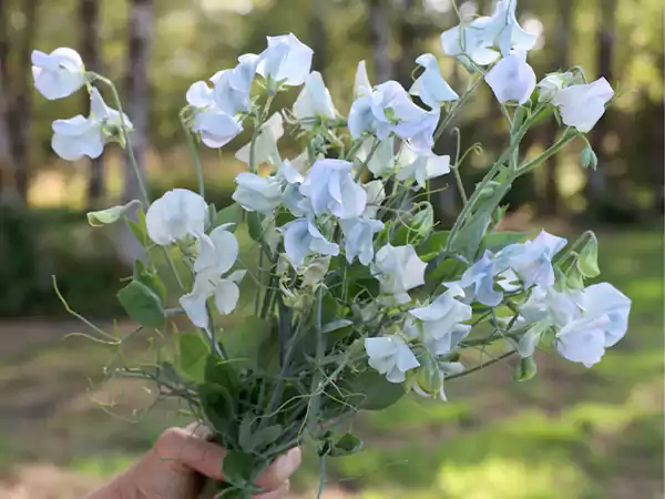 Sweet Pea Flowersssss