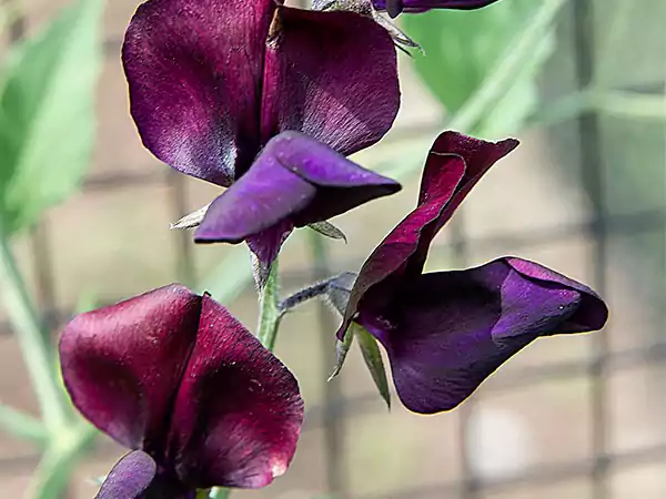 Sweet Pea Flowerssssss