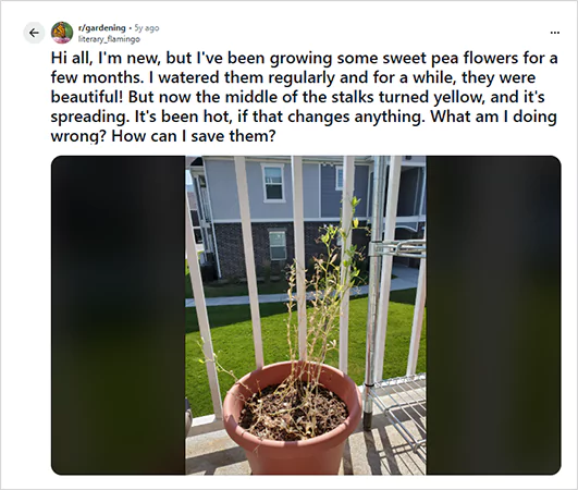 Sweet Pea Issue Screenshot