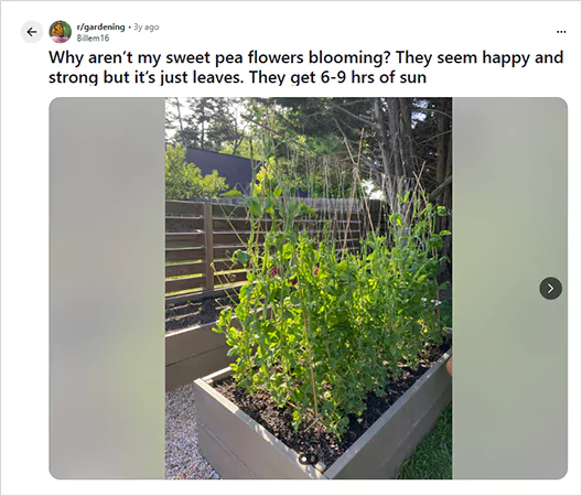 Sweet Pea Issue Screenshots