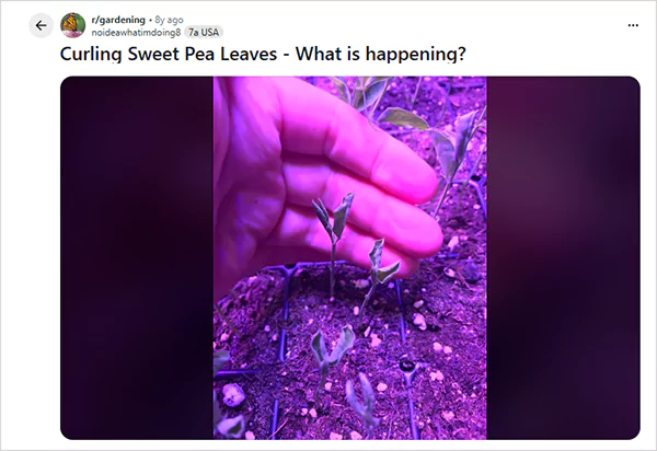 Sweet Pea Issue Screenshotss
