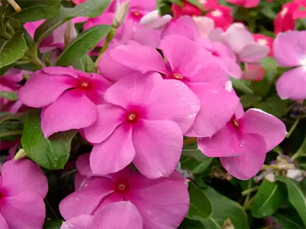 Vinca Flowers