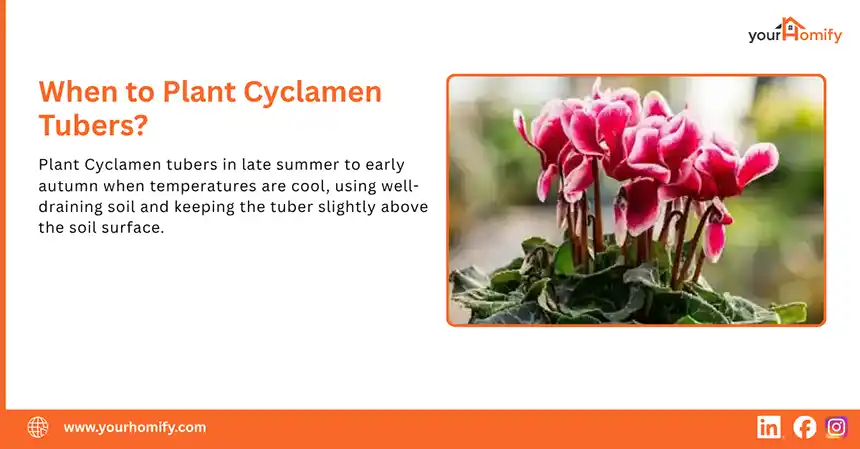 When to Plant Cyclamen Tubers