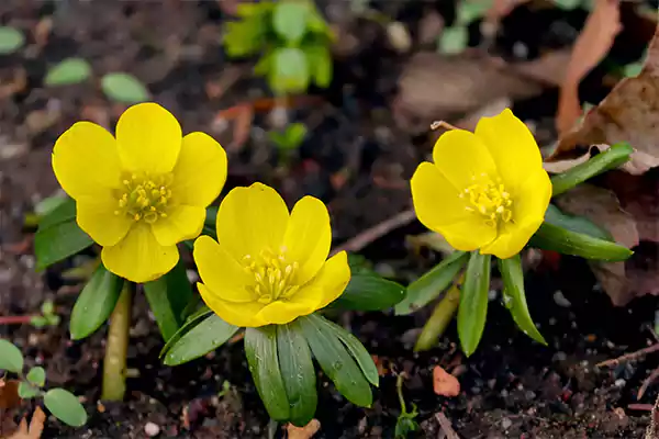 Winter Aconite