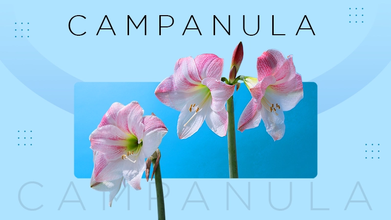 campanula