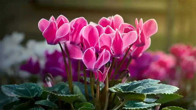 d-Cyclamen Care