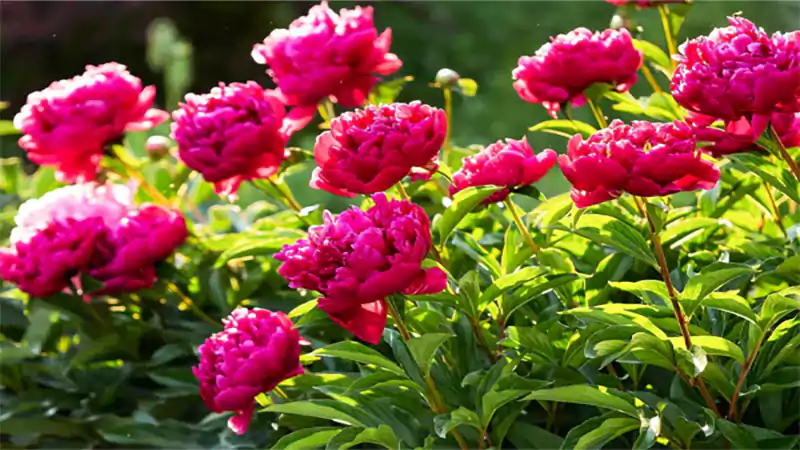 d-Flowers That Start With P