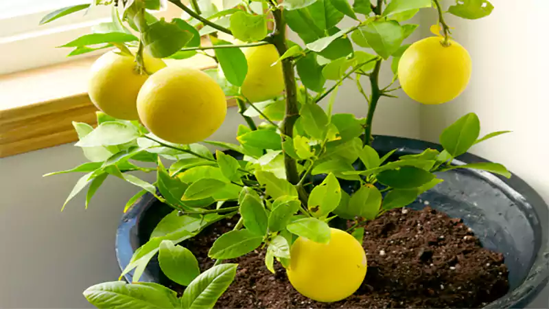 d-How to Plant a Lemon Tree