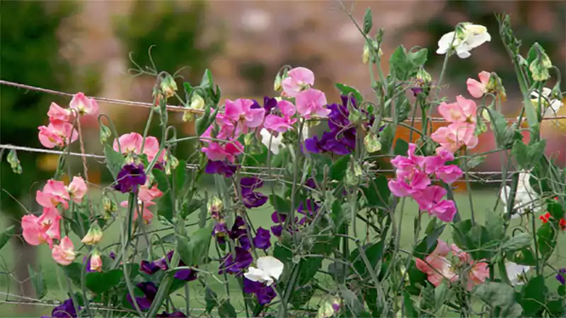 d-Sweet Pea Flowers