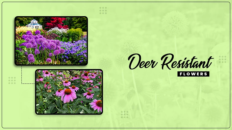 deer resistant flowers