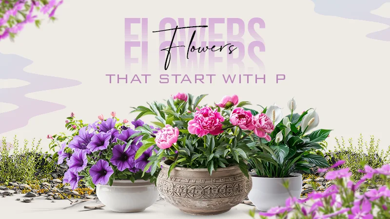 flowers that start with p