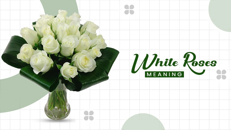 white roses meaning