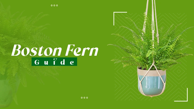 BOSTON FERN GUIDE