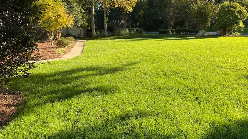 Bermuda Grass